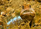 20_Jawfish