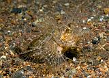 21_Ambon_Scorpionfish