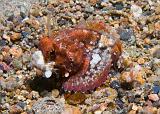 24_Scorpionfish