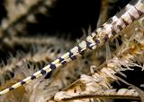 26_Gorgonian_Shrimp