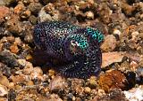 29_Bobtail_Squid