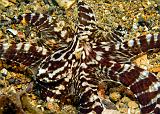 33_Mimic_Octopus