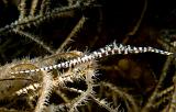 43_Gorgonian_Shrimp