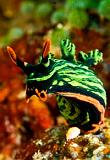 04_Nudibranchs