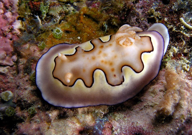 Chromodoris_coi.jpg