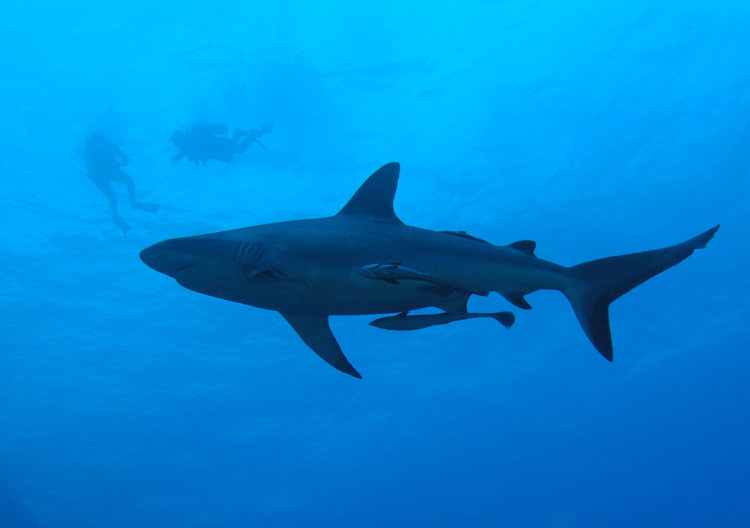 Grey_Reef_Shark2.jpg
