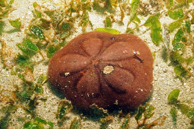 seagrass43.jpg