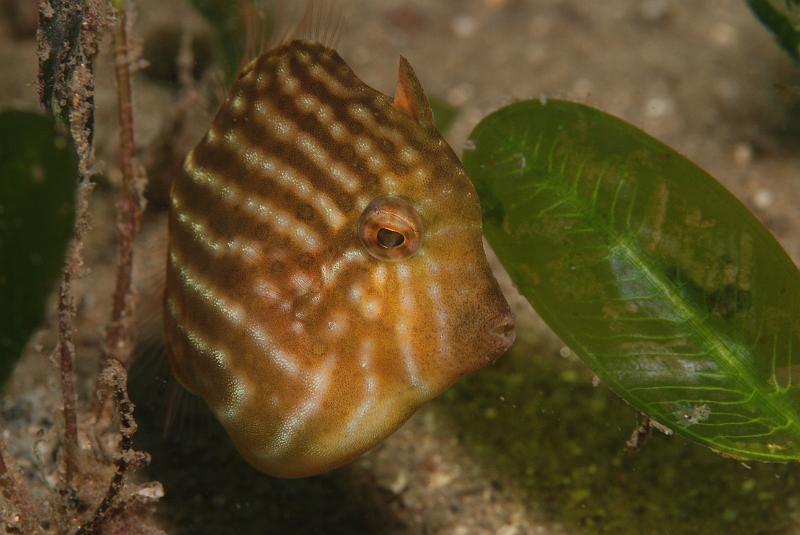 seagrass67.JPG