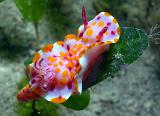 seagrass63