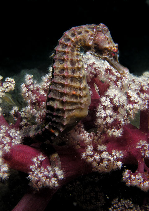 Hippocampus_abdominalis2.jpg