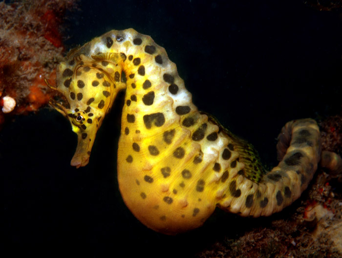 Hippocampus_abdominalis3.jpg