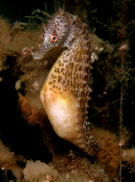 Hippocampus_abdominalis4.jpg