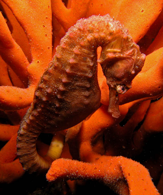 Hippocampus_abdominalis6.jpg