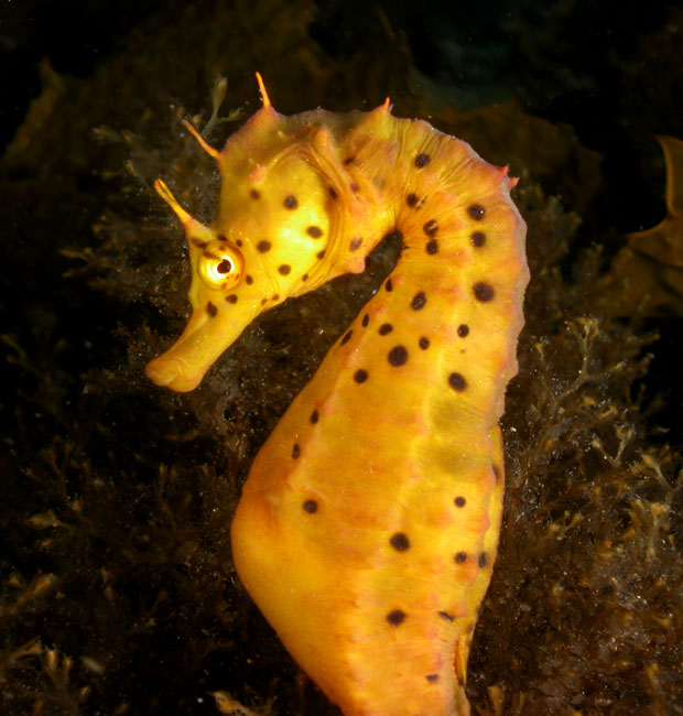 Hippocampus_abdominalis8.jpg