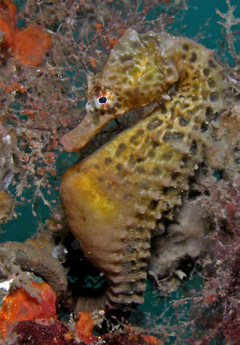 Hippocampus_abdominalis9.jpg