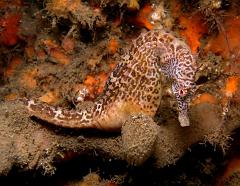 Hippocampus_abdominalis