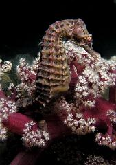 Hippocampus_abdominalis2