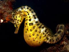 Hippocampus_abdominalis3