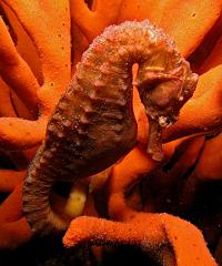 Hippocampus_abdominalis6