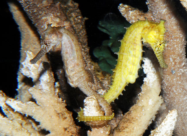 Hippocampus_barbouri05.jpg