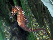 Hippocampus_erectus04