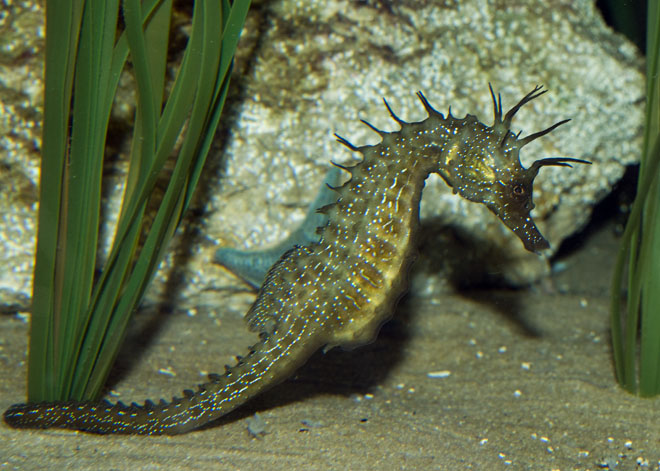 Hippocampus_guttulatus03.jpg