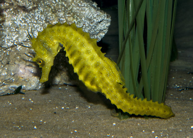 Hippocampus_guttulatus04.jpg