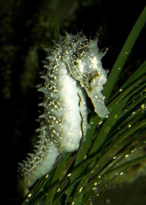 Hippocampus_guttulatus08.jpg