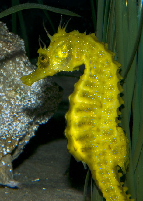 Hippocampus_guttulatus09.jpg