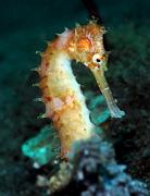 Hippocampus_histrix14