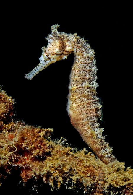 Hippocampus_subelongatus.jpg