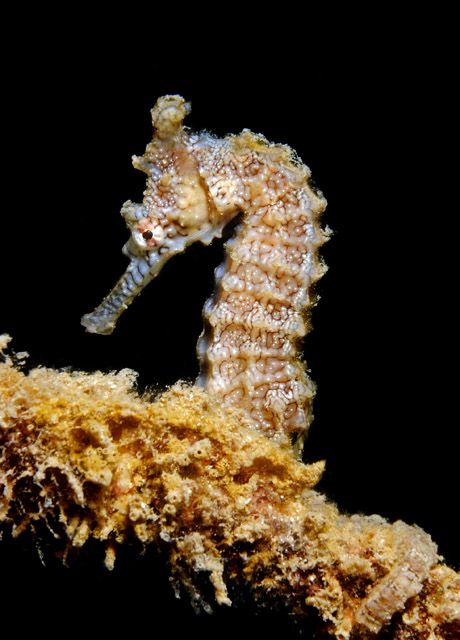 Hippocampus_subelongatus4.jpg