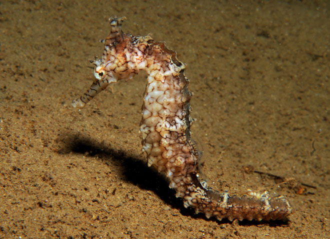 Hippocampus_subelongatus6.jpg