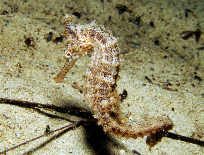 Hippocampus_subelongatus7.jpg