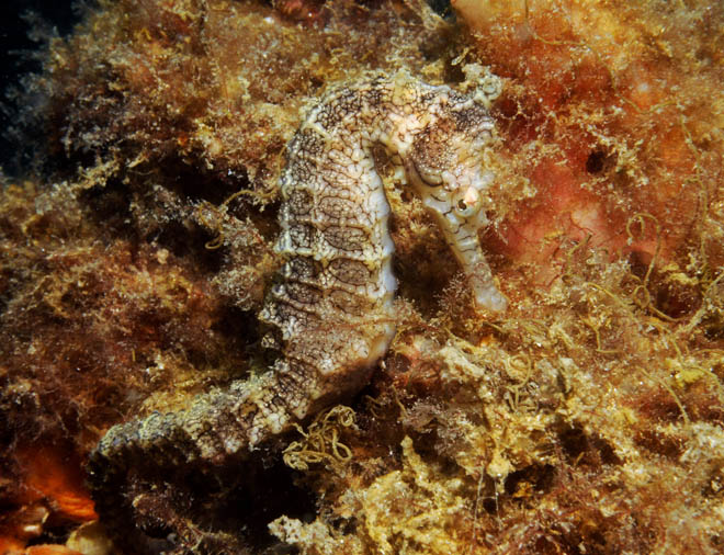 Hippocampus_subelongatus8.jpg