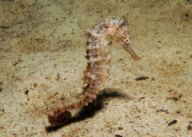 Hippocampus_subelongatus9.jpg