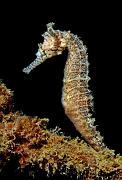 Hippocampus_subelongatus