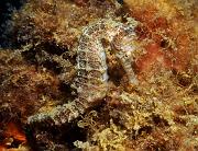 Hippocampus_subelongatus8