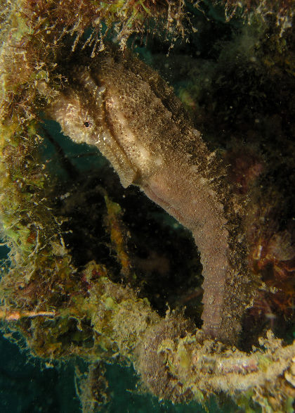 Hippocampus_taeniopterus03.jpg