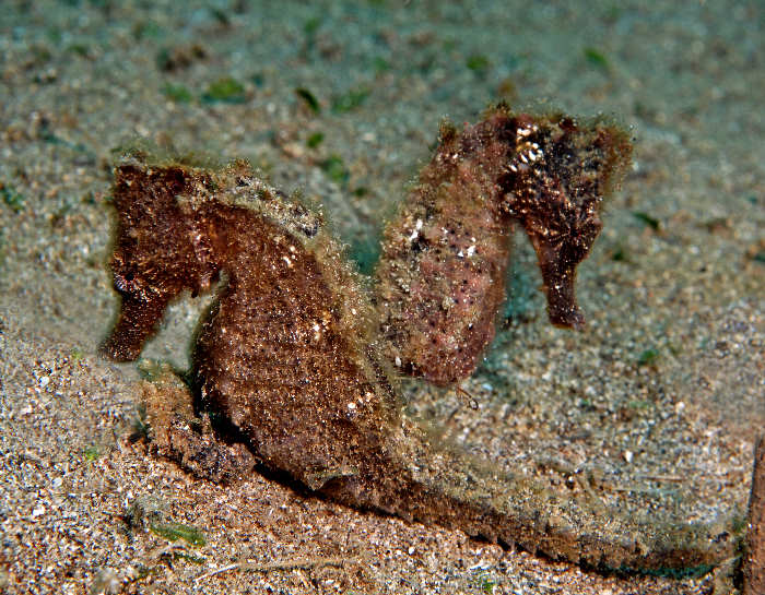 Hippocampus_taeniopterus04.jpg