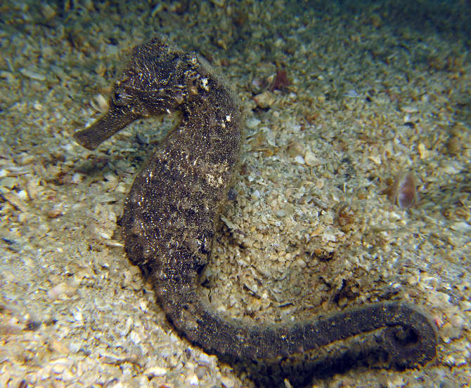 Hippocampus_taeniopterus06.jpg