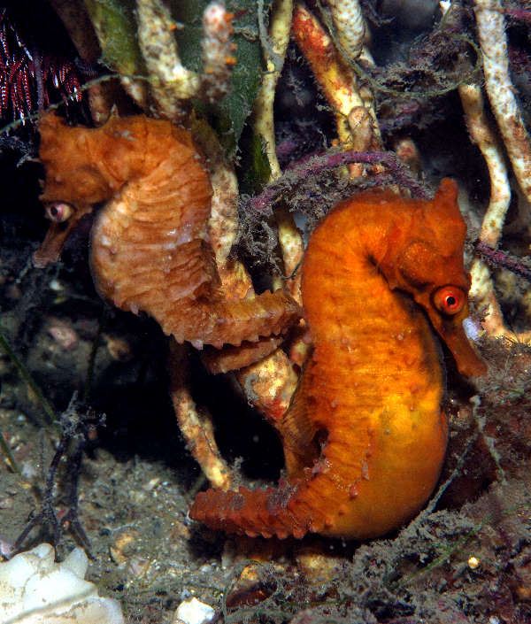 Hippocampus_whitei06.jpg