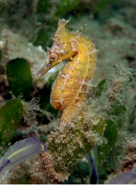 Hippocampus_whitei07.jpg