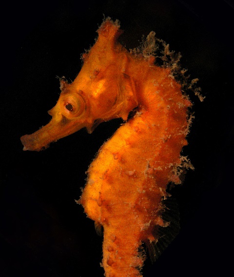 Hippocampus_whitei10.jpg