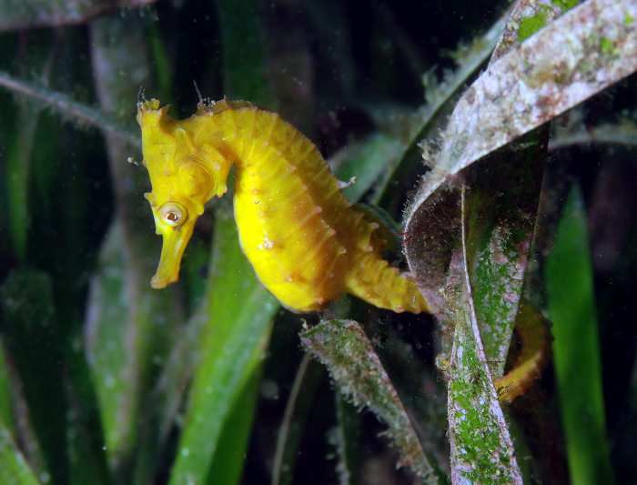 Hippocampus_whitei12.jpg