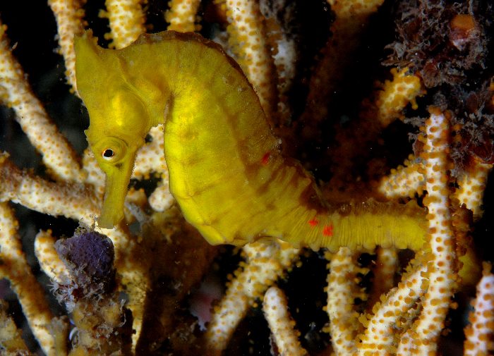 Hippocampus_whitei14.jpg