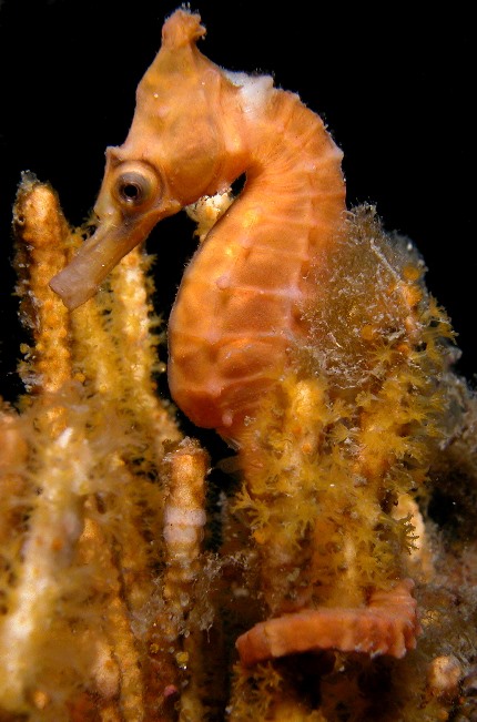 Hippocampus_whitei22.jpg