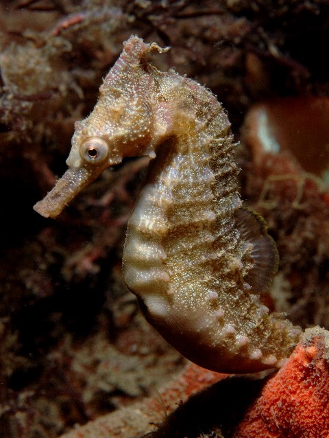 Hippocampus_whitei33.jpg