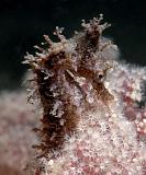 Hippocampus_whitei28