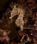 Hippocampus_breviceps